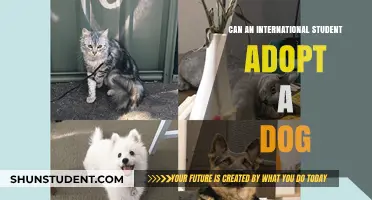 International Students: Can You Adopt a Dog?