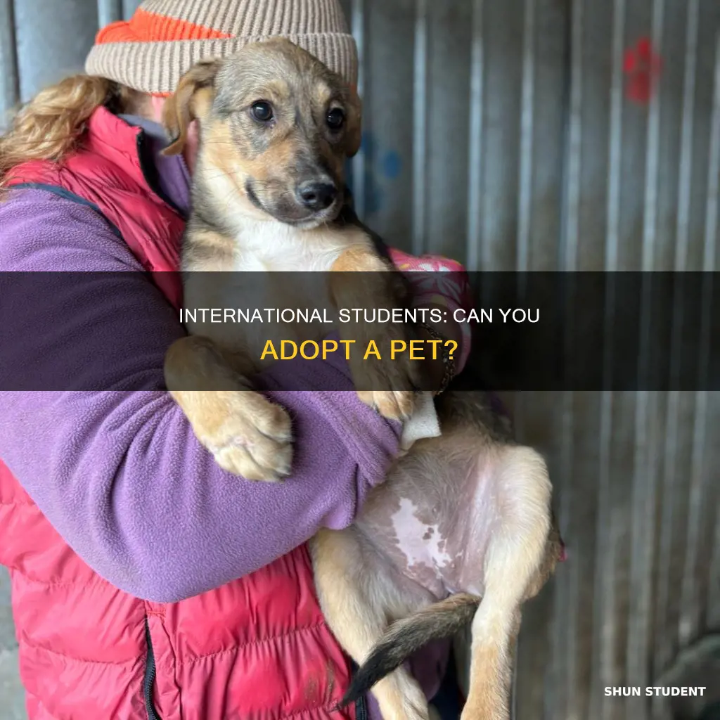 can international student adopt pet
