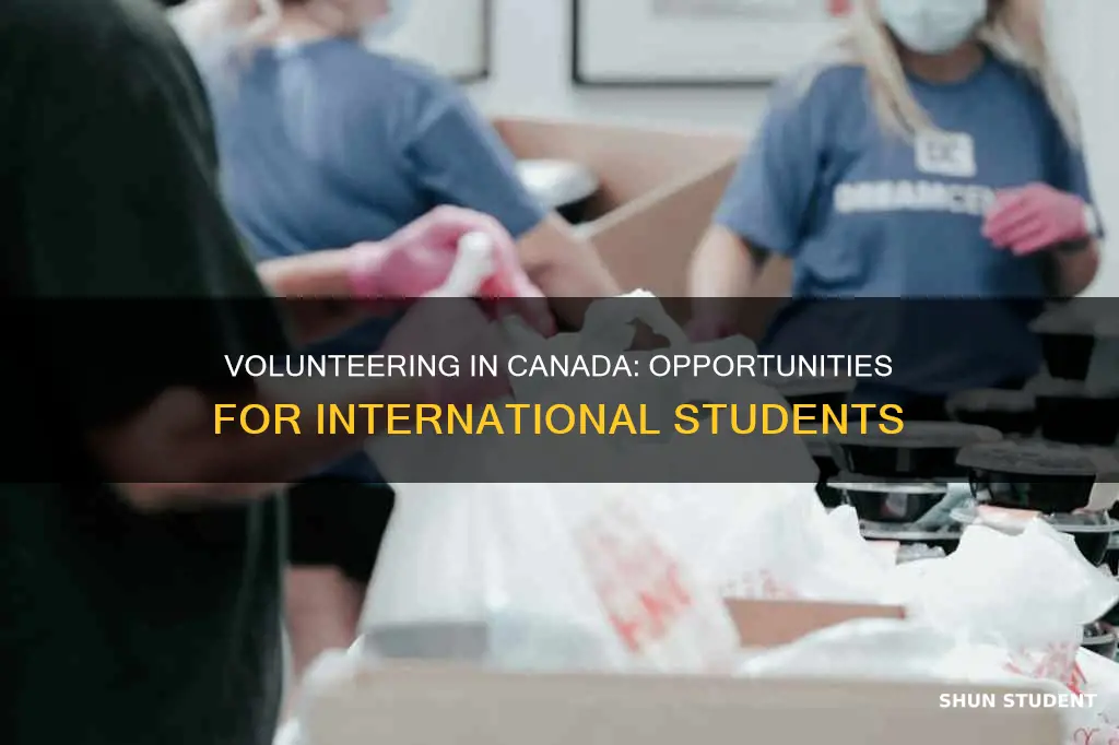 can international students volunteer in canada