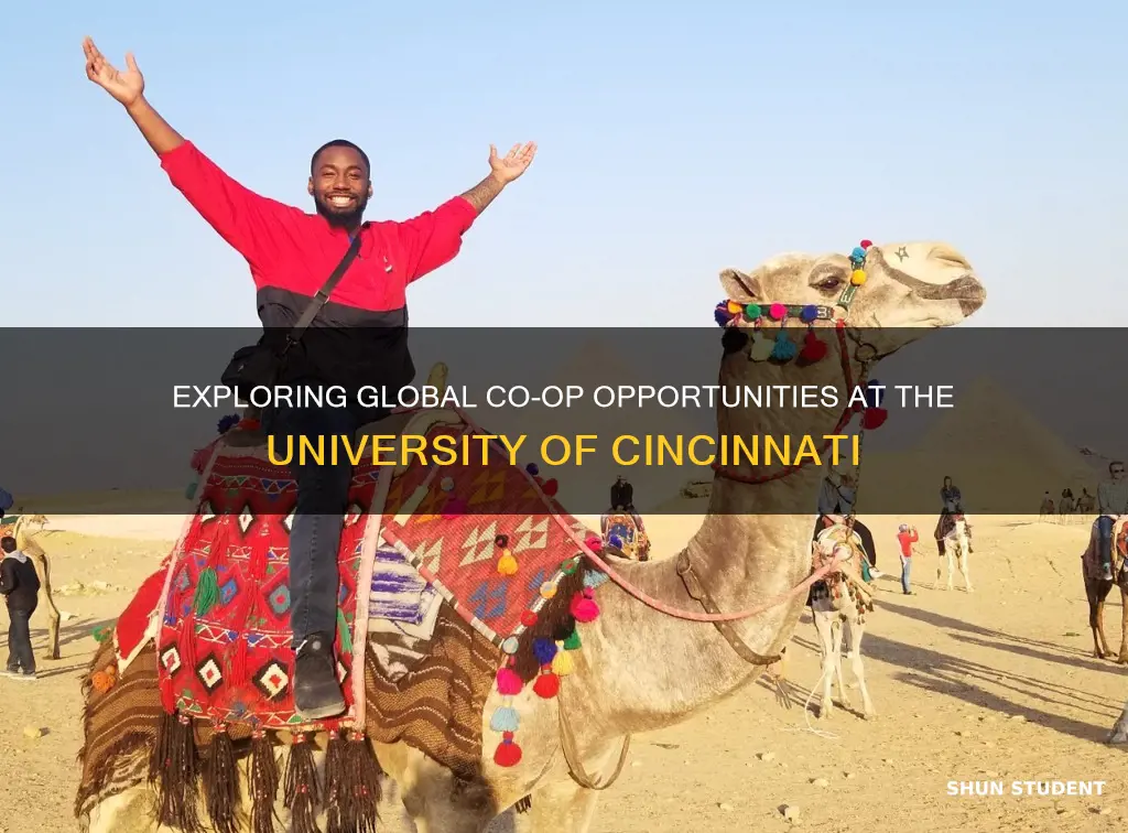 can university of cincinnati students go overseas for co ops