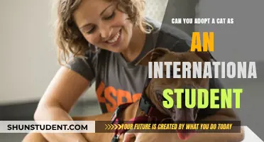 Adopting Cats as an International Student: What You Need to Know