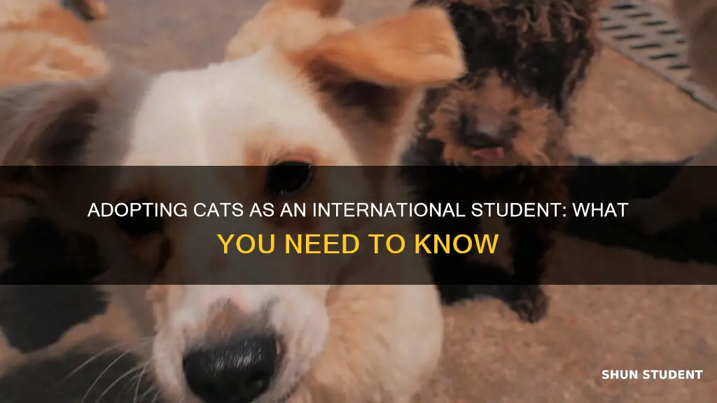 can you adopt a cat as an international student