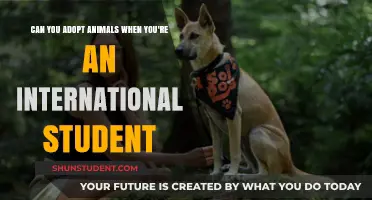 Adopting Pets: International Students' Guide