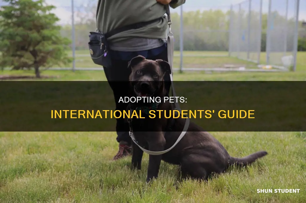 can you adopt animals when you
