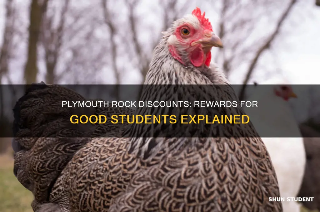 does plymouth rockgive discount to good students