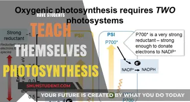 Empowering Students: Self-Guided Learning of Photosynthesis in the Classroom