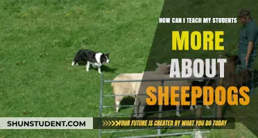 Teaching Students About Sheepdogs: Engaging Lessons and Activities