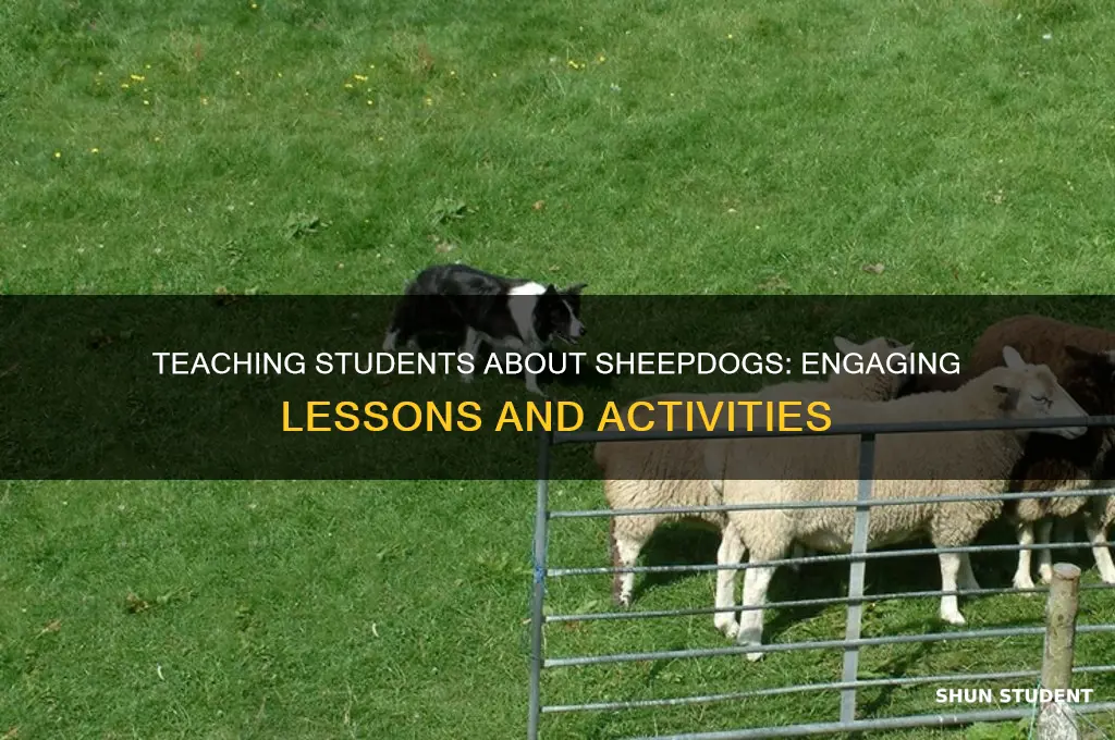how can i teach my students more about sheepdogs