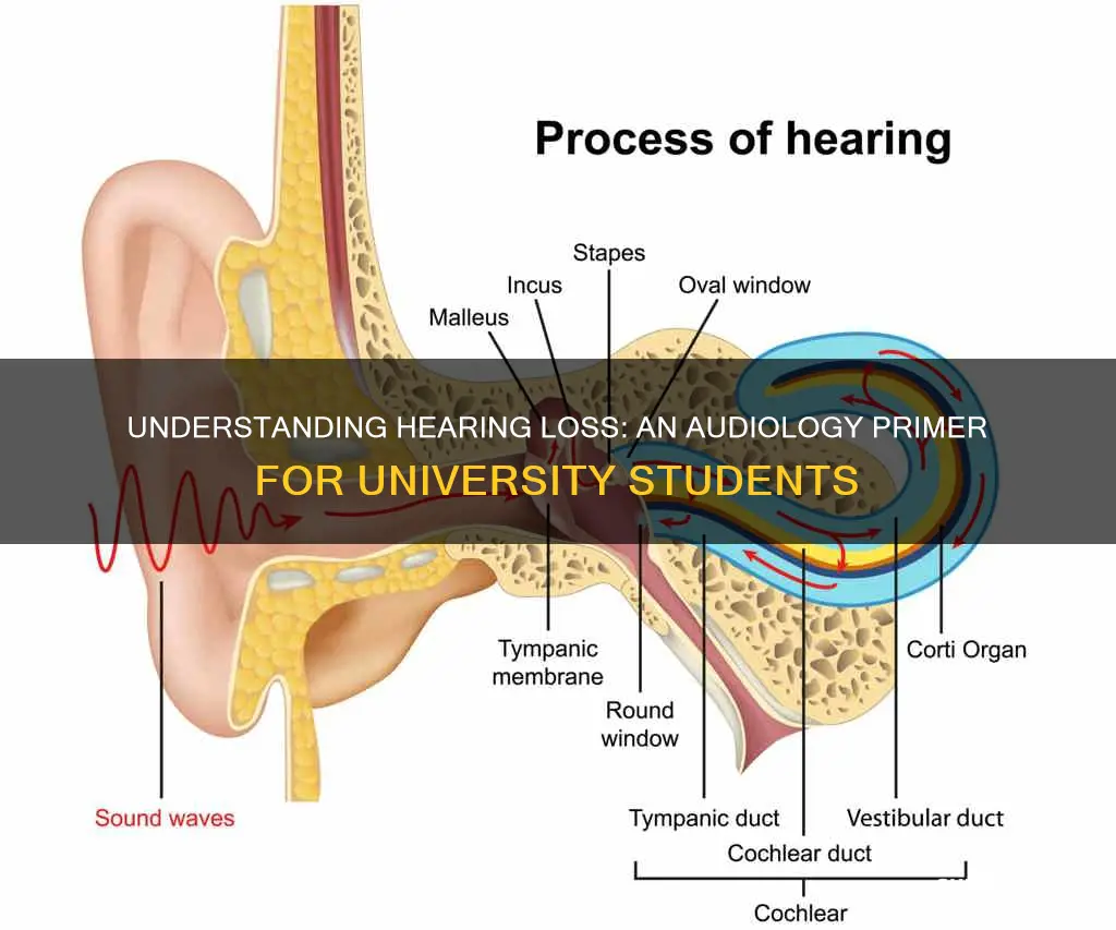 how hearing travels audiology 1 college students university
