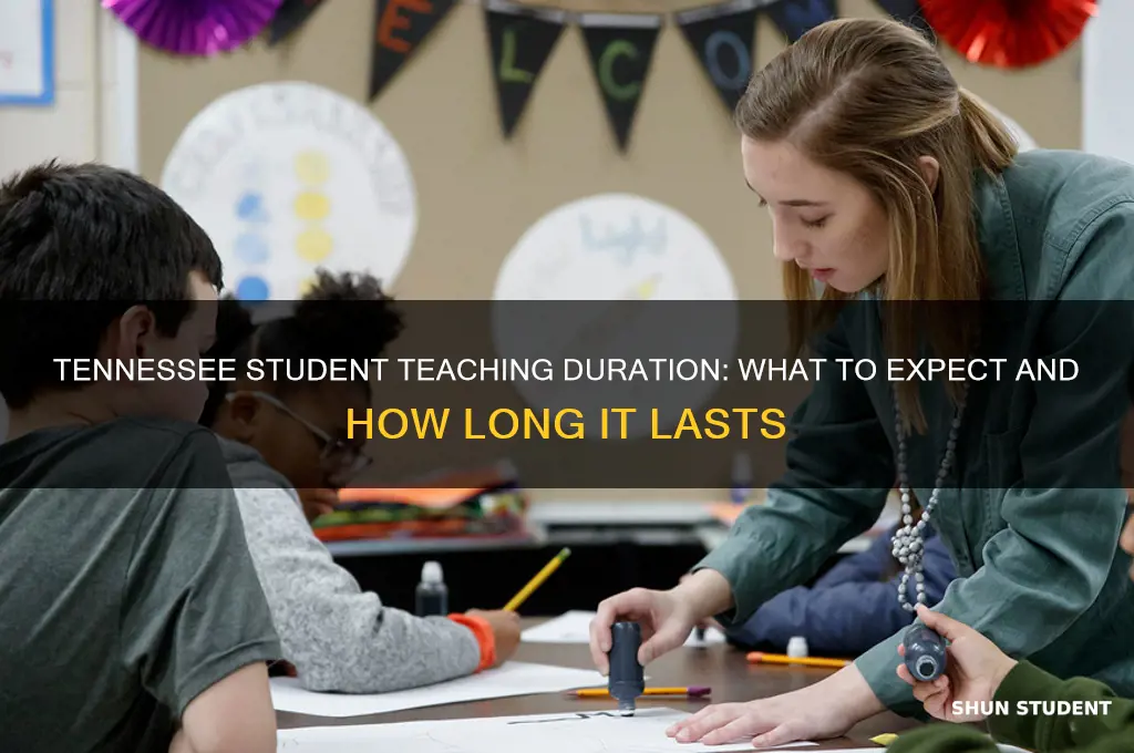 how long do you have to student teach in tennessee