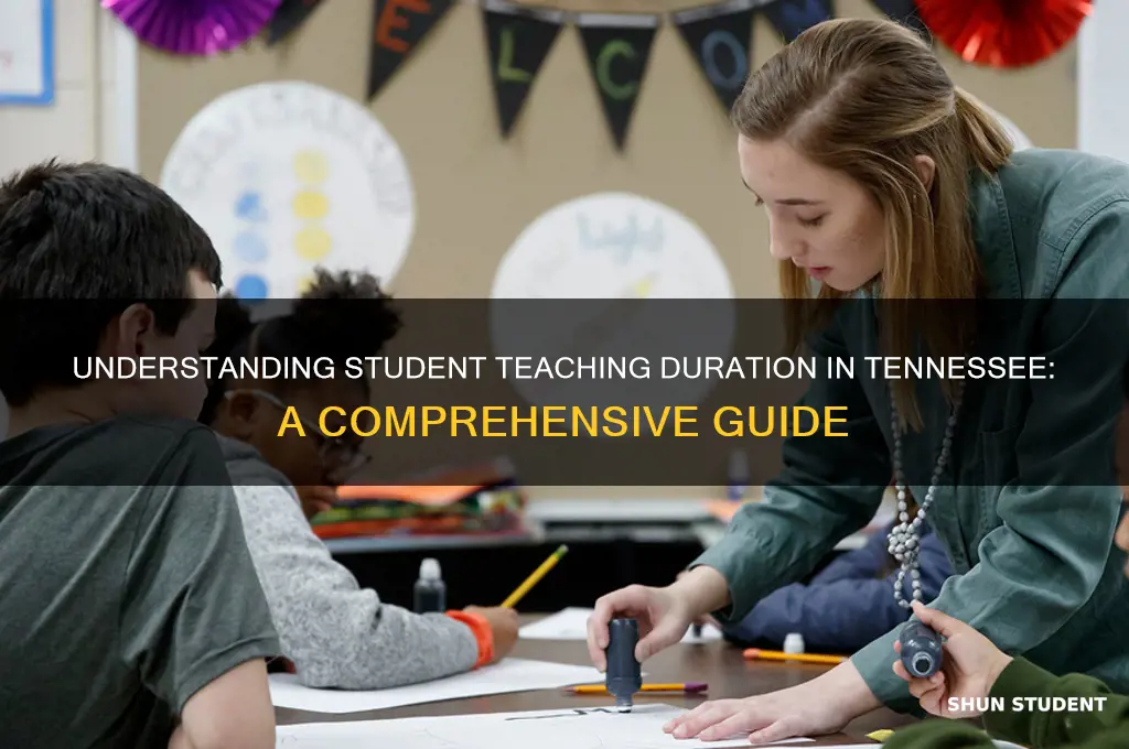 how long is student teaching in tn