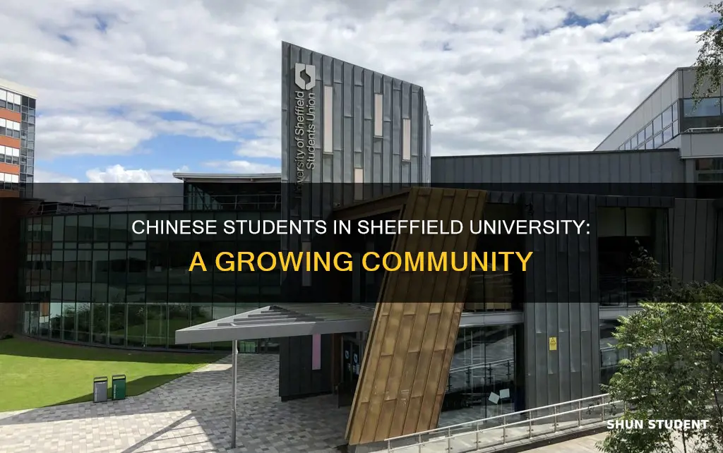 how many chinese students in sheffield university