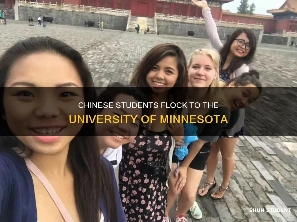 how many chinese students in university of minnesota
