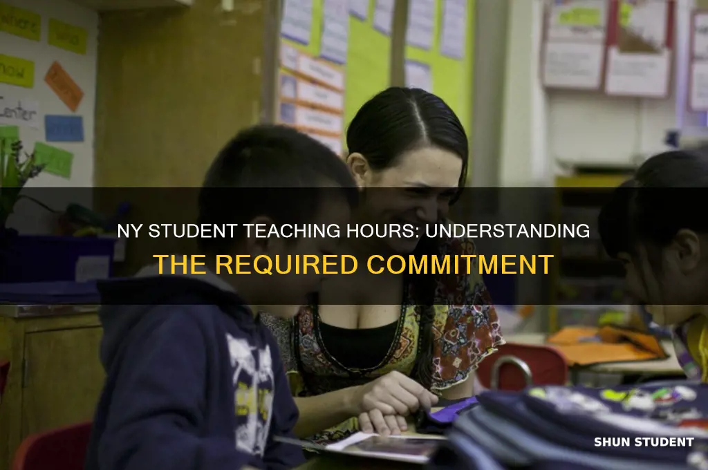 how many hours of student teaching are required in ny