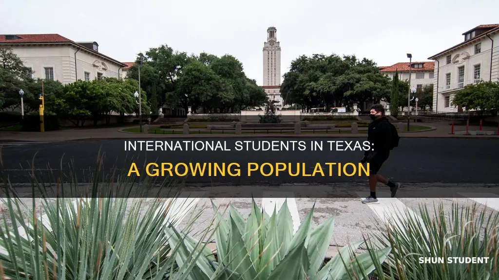 how many international students in texas