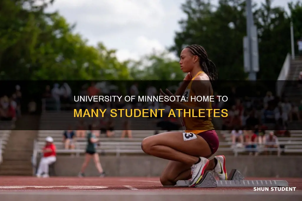 how many student athletes go to university of minnesota