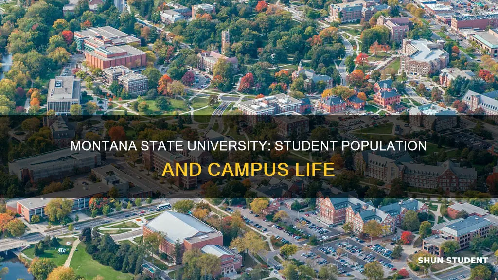 how many students at montana state university