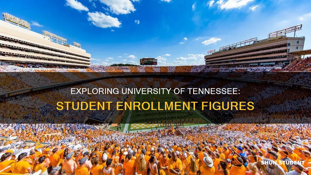 how many students attend university of tn