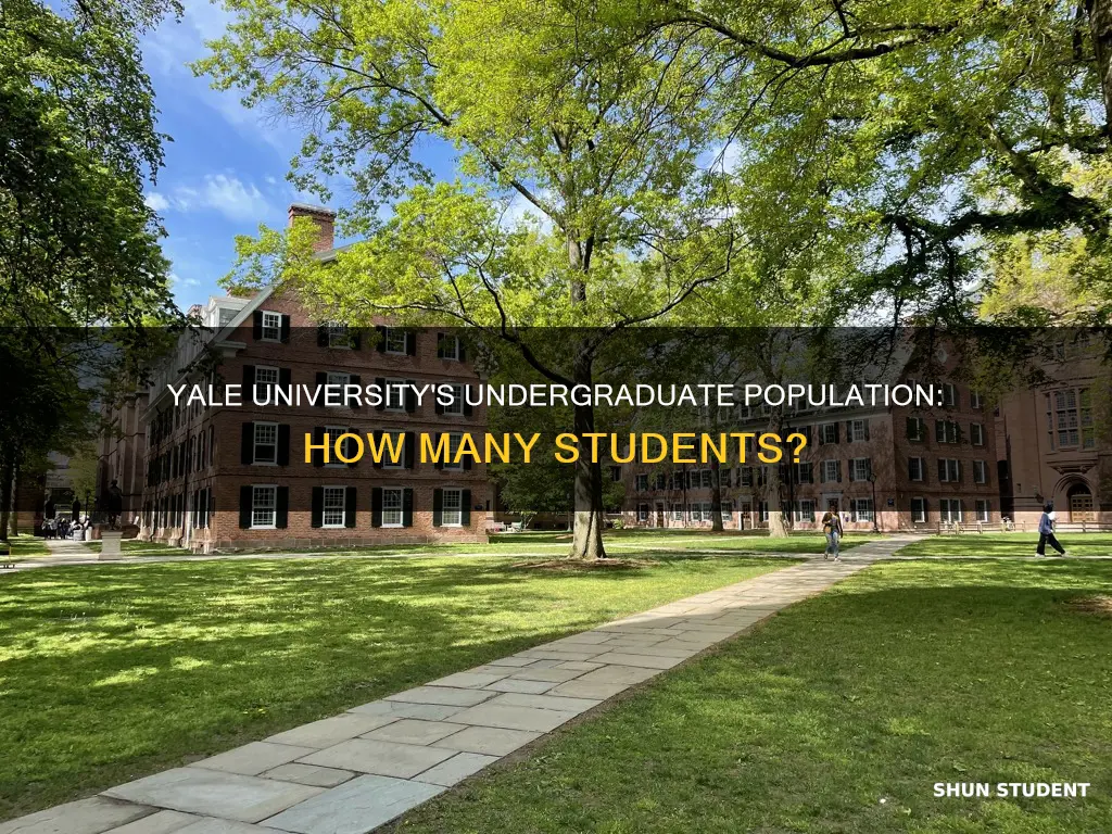 how many undergraduate students at yale university