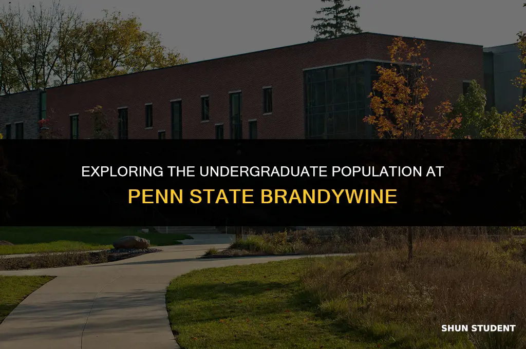 how many undergraduates students at penn state brandywine