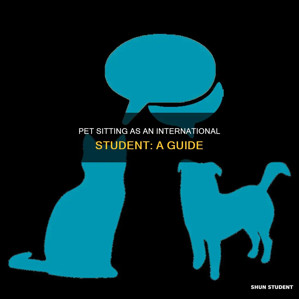 how to be a pet sitter as an international student