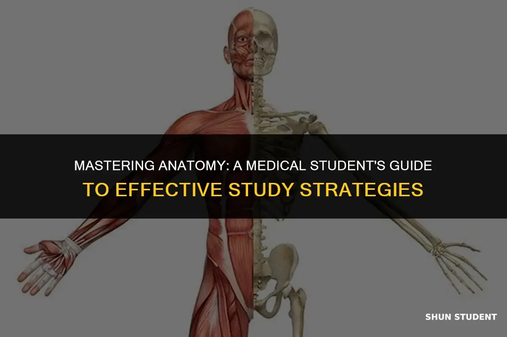 how to study anatomy as a medical student
