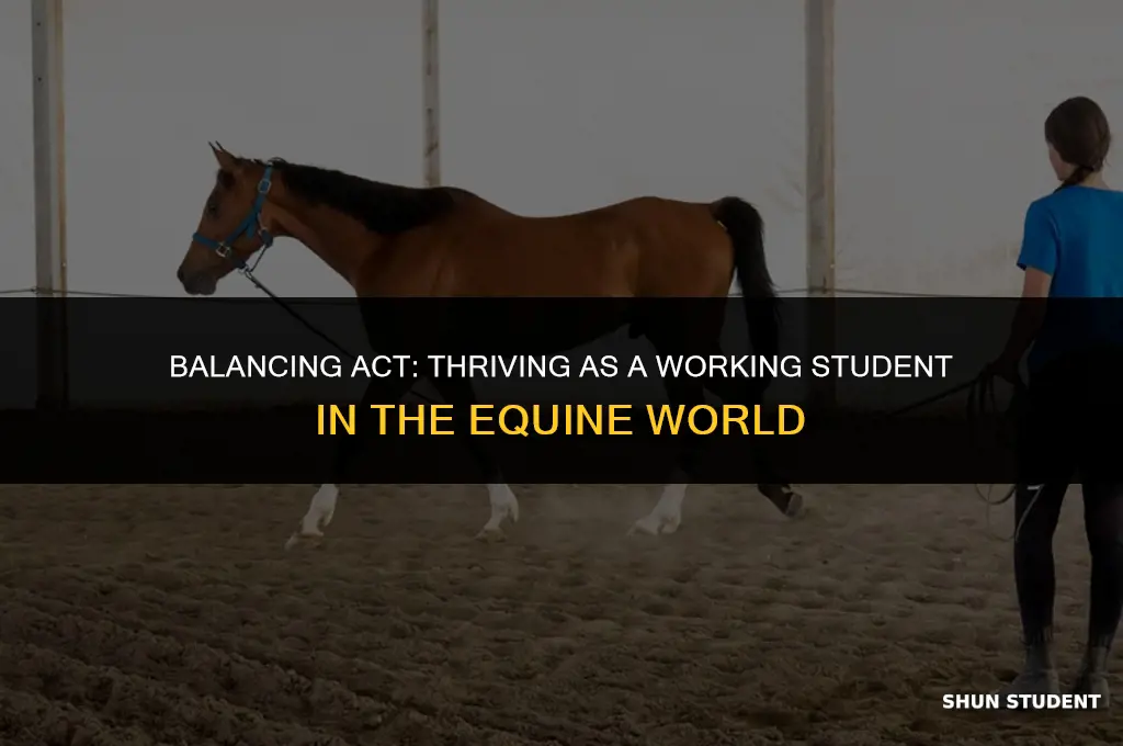 how to survive being a working student equine