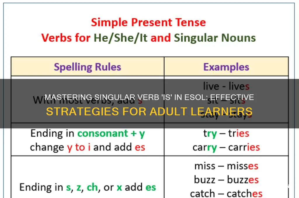how to teach adult esol students singular verb is