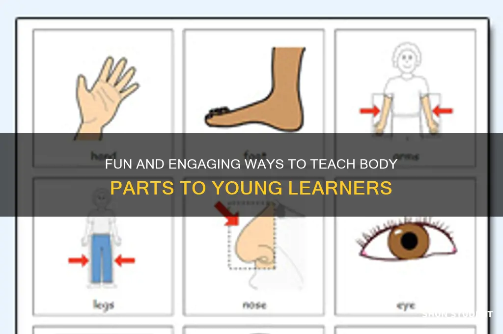 how to teach body parts to primary students
