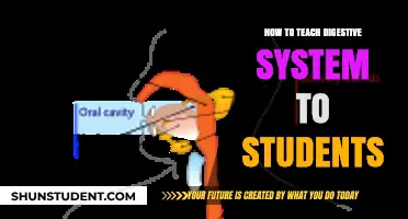 Engaging Strategies for Teaching the Digestive System to Students
