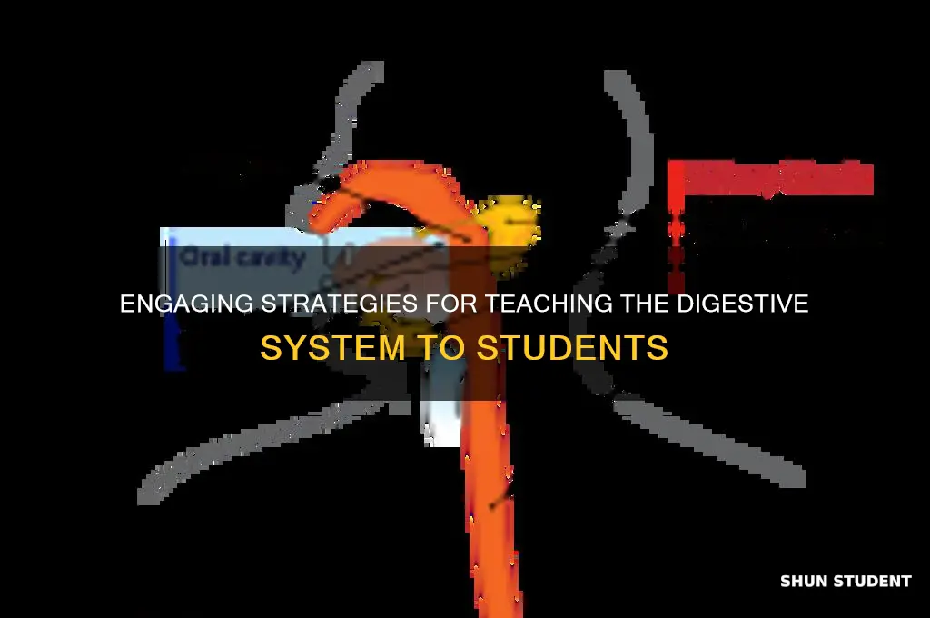 how to teach digestive system to students