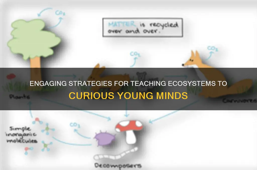 how to teach ecosystems to students