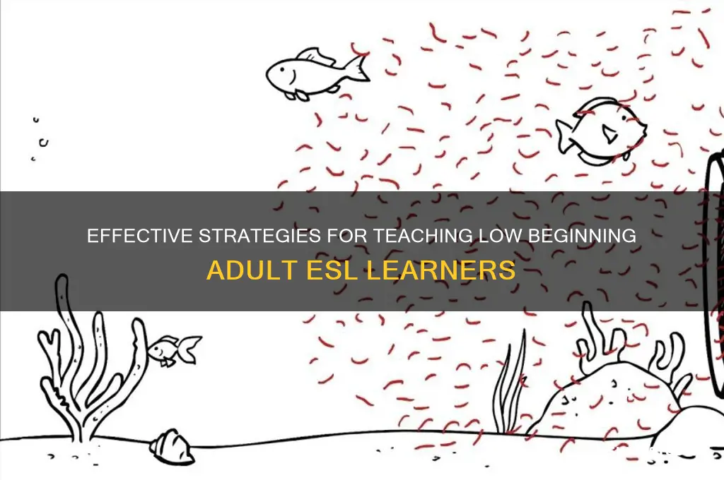 how to teach low beginning adult esl students