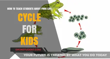 Exploring the Amazing Frog Life Cycle: Fun Learning for Kids
