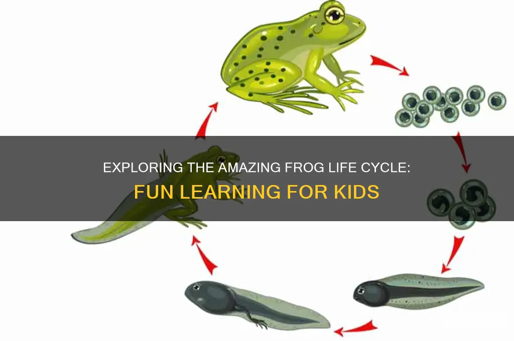 how to teach students about frog life cycle for kids