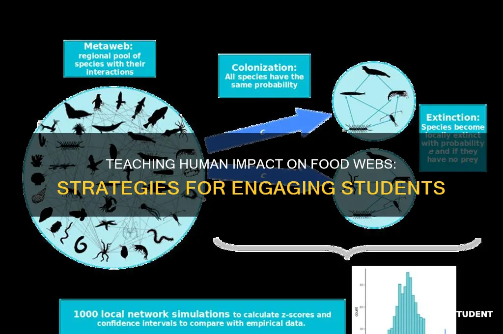 how to teach students about human impact on food webs