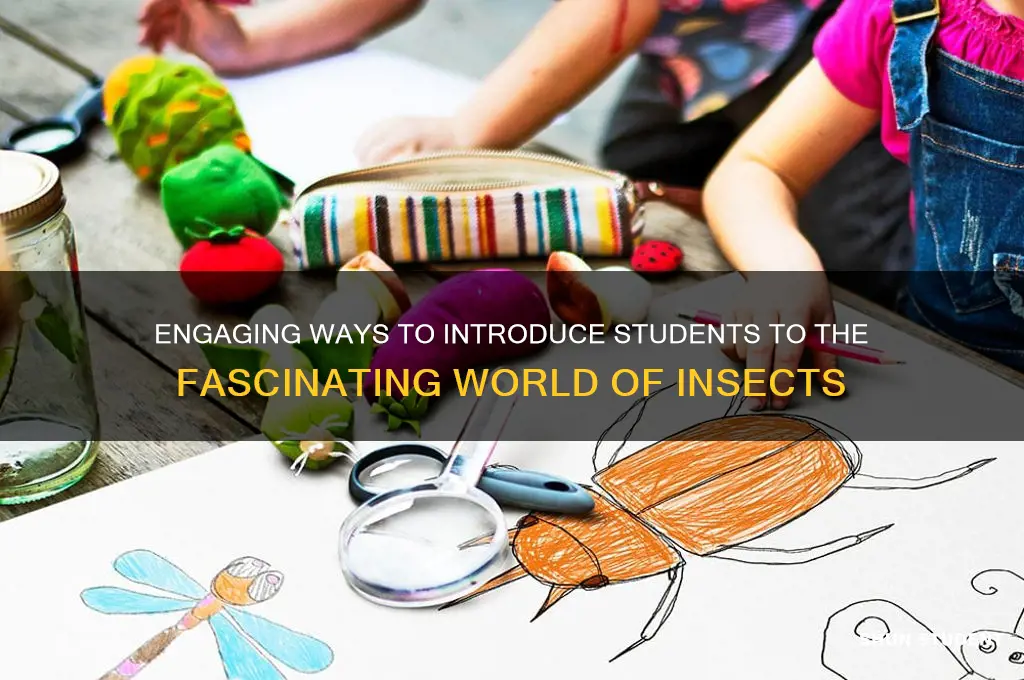 how to teach students about insects