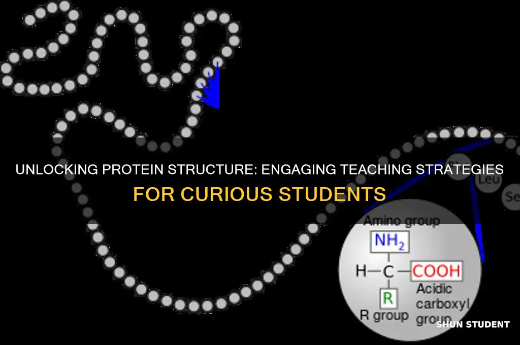 how to teach students about protien structure