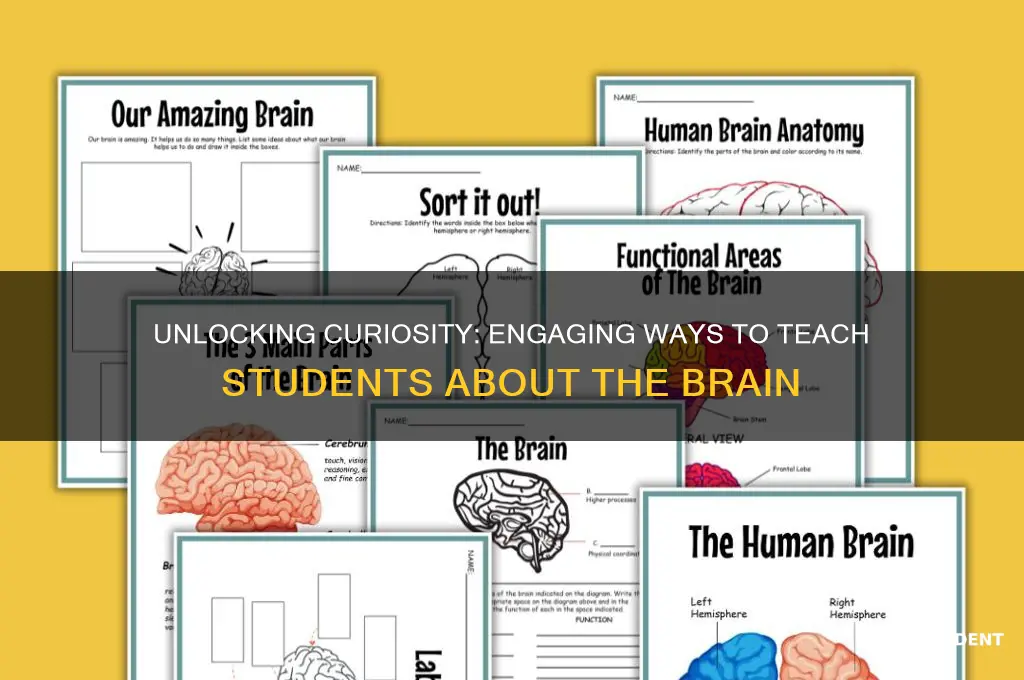 how to teach students about the brain
