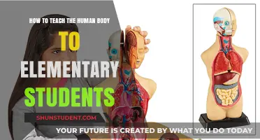 Exploring the Human Body: Fun Teaching Tips for Elementary Students