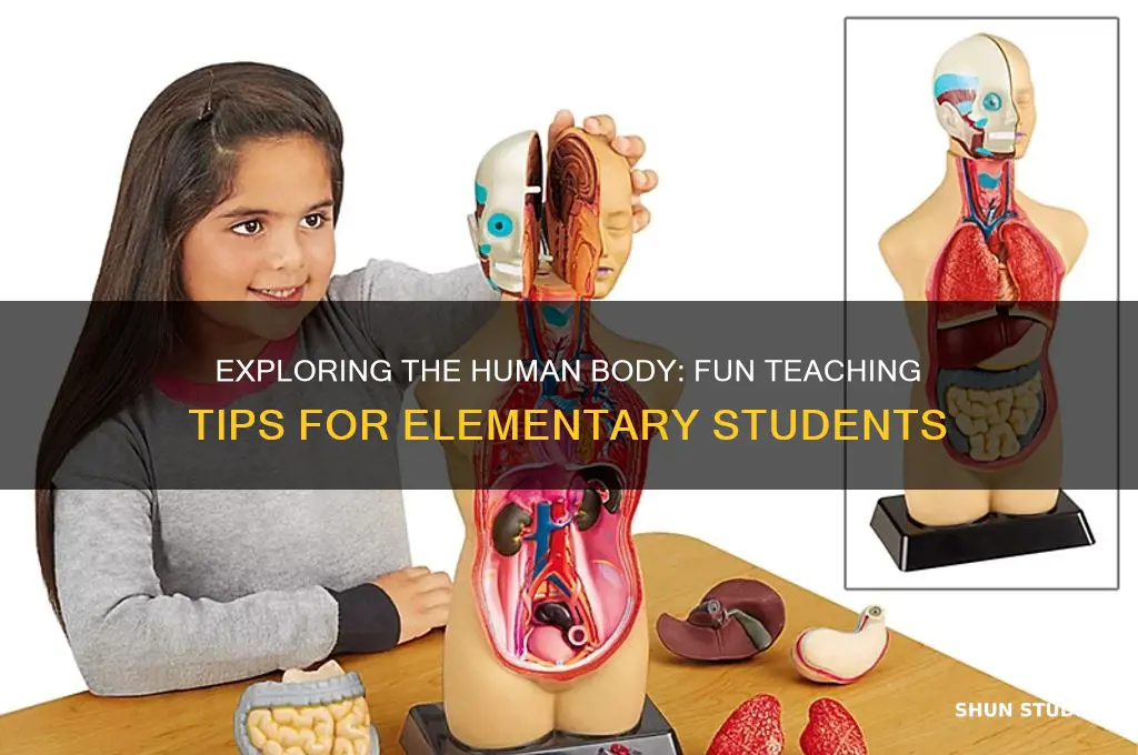 how to teach the human body to elementary students