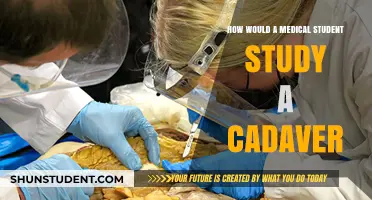 Exploring Human Anatomy: A Medical Student's Guide to Cadaver Study