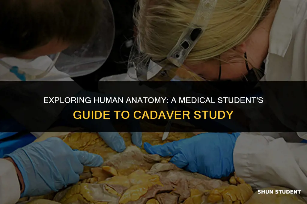 how would a medical student study a cadaver