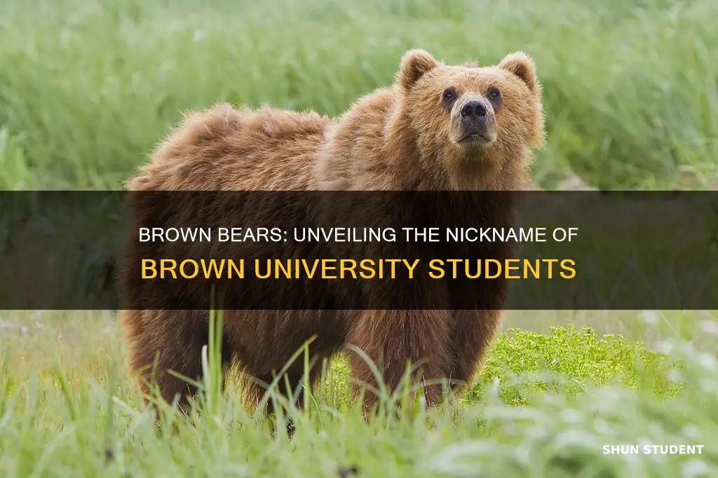 what are brown university students called