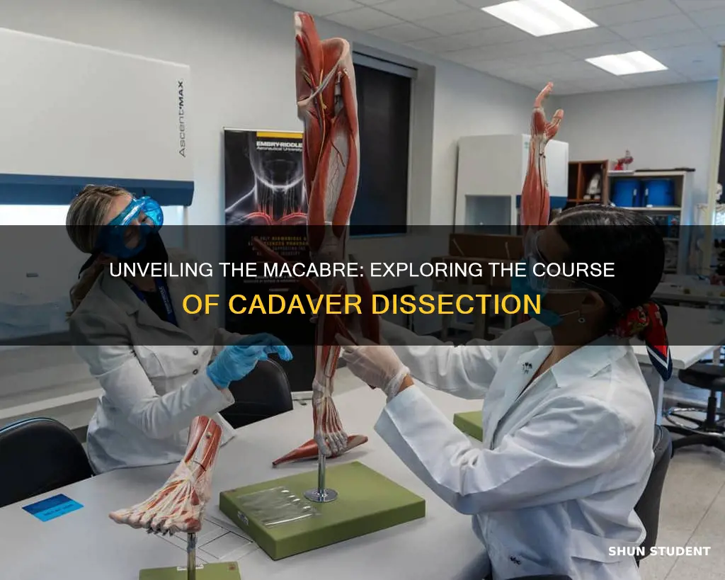 what class in university do students dissect cadavers