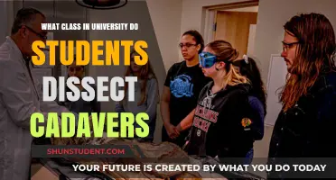 Cadaver Dissection: A University Anatomy Class Experience
