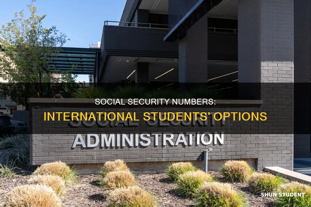 what do international students use for social security number