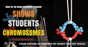 Chromosome Beads: A Teacher's Creative Lesson on Genetics