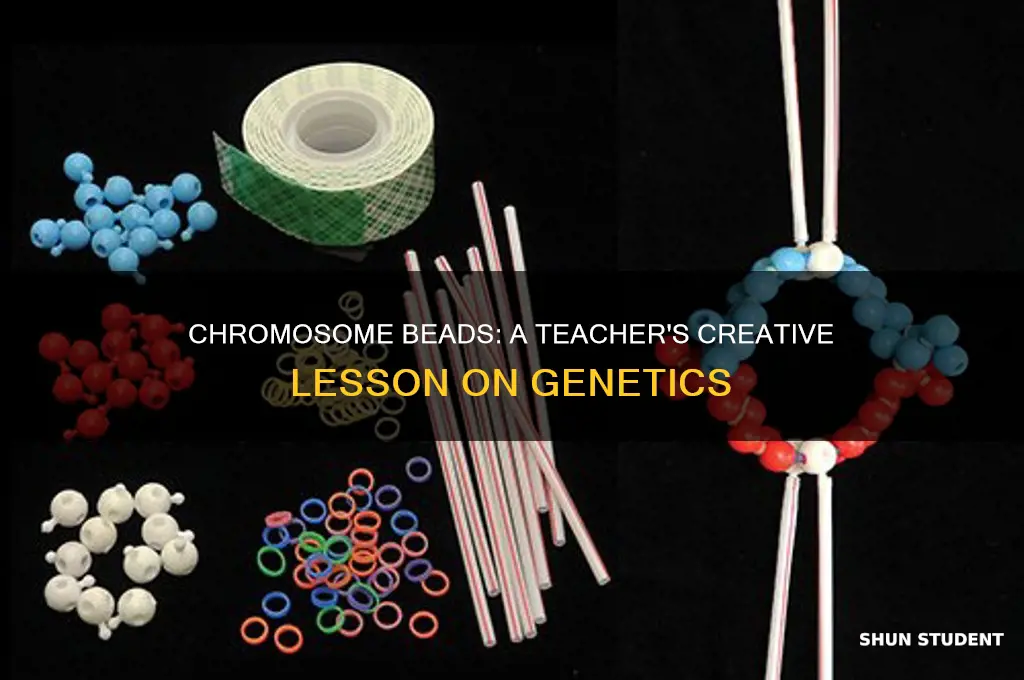what do the beads represent a teacher shows students chromosomes