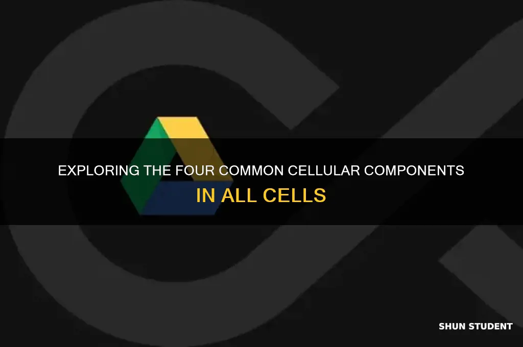 what four parts will the students see in both cells